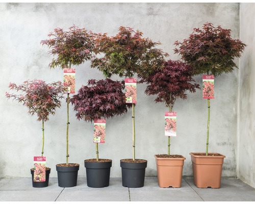 Reihe von japanischen Ahornbäumen in verschiedenen Größen in Töpfen