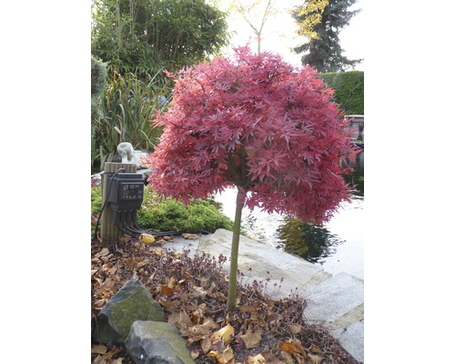 Japanischer Ahornbaum im Garten