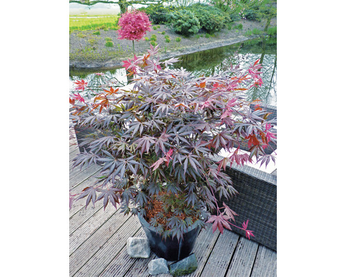 Érable japonais en pot sur une terrasse