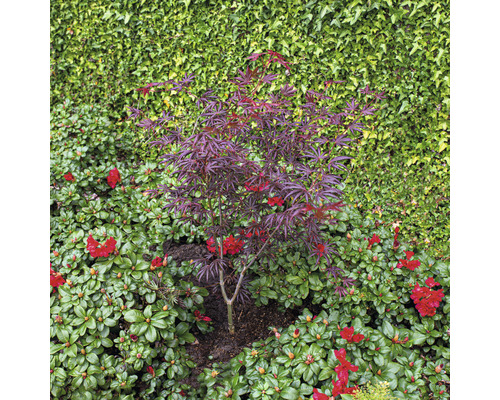 Petit érable avec des feuilles rouges dans le jardin.