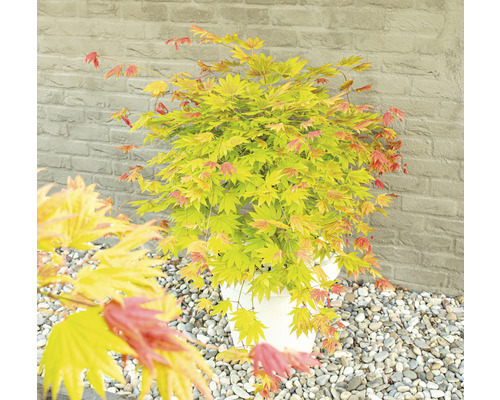 Japanischer Ahorn in einem Topf