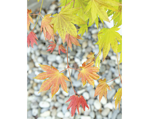 Nahaufnahme von Ahornblättern vor Kies