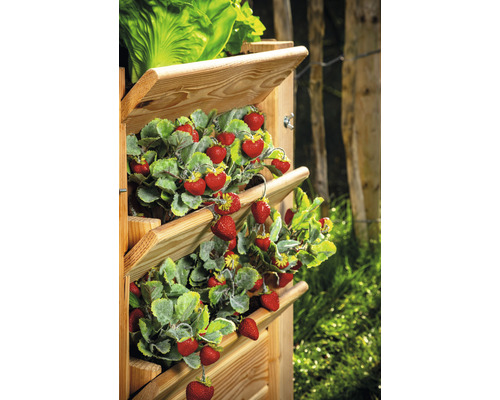 Ein hölzernes Hochbeet mit Erdbeerpflanzen und Salat.