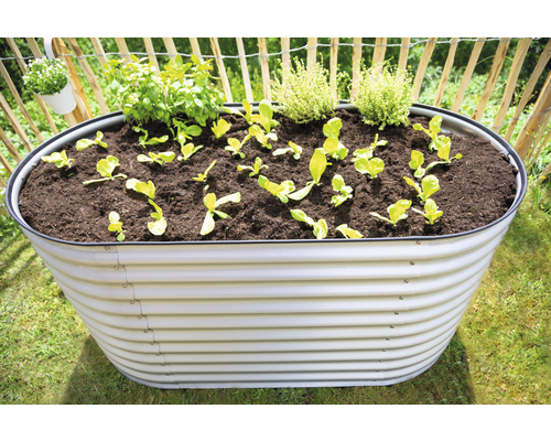 Ovales Hochbeet aus Metall bepflanzt mit Salat und Kräutern im Garten.