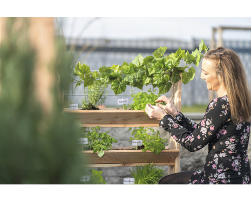Frau pflegt Kräuter in einem hölzernen Kräuterregal im Garten.