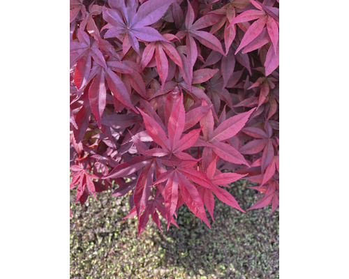 Nahaufnahme von Ahornblättern