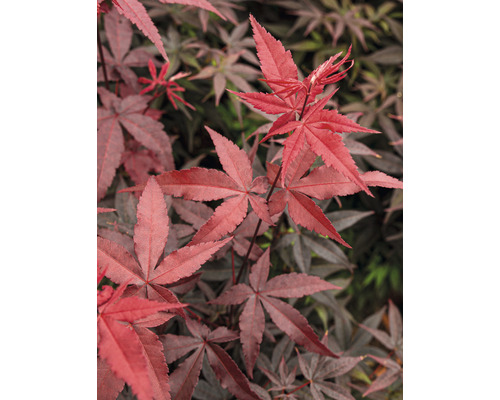 Nahaufnahme von Fächerahornblättern