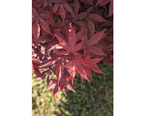 Nahaufnahme von Ahornblättern