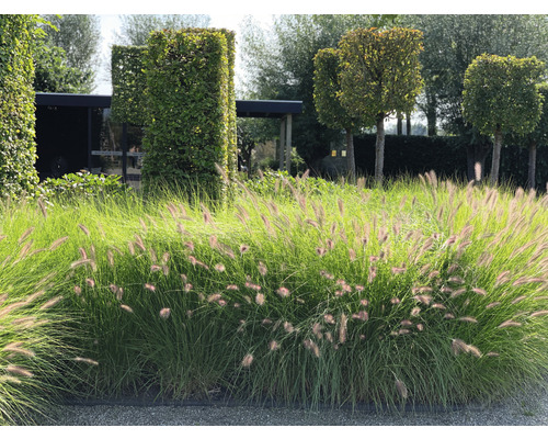 Herbe aux écouvillons FloraSelf Pennisetum alopecuroides «Red Head» 20-60 cm Co 6 l Image de paysage avec des graminées ornementales et des arbres taillés dans le jardin