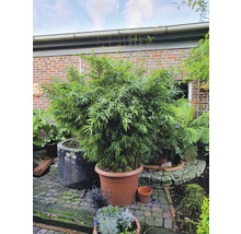 Bambou en pot dans le jardin.