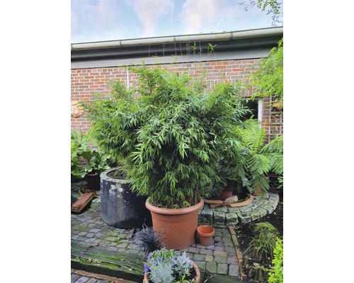 Bambou en pot dans le jardin.