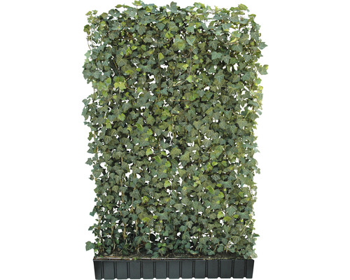 Sichtschutzhecke Efeu Helix Hedera helix 'Woerneri' H180xB120 cm