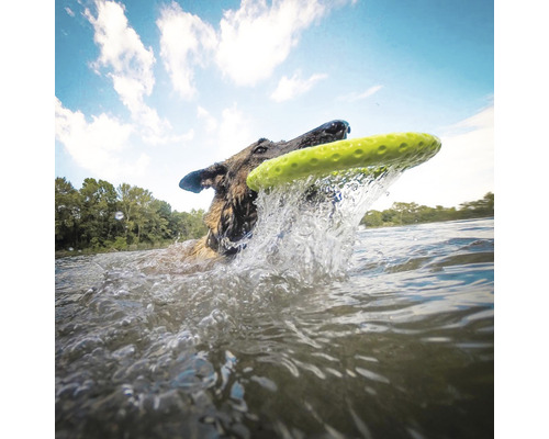 Chien rapportant un frisbee hors de l''eau