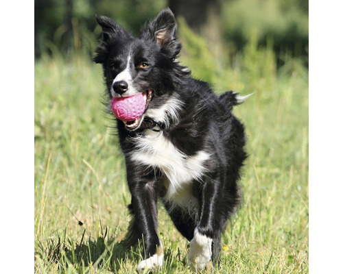 Border Collie avec une balle dans un champ