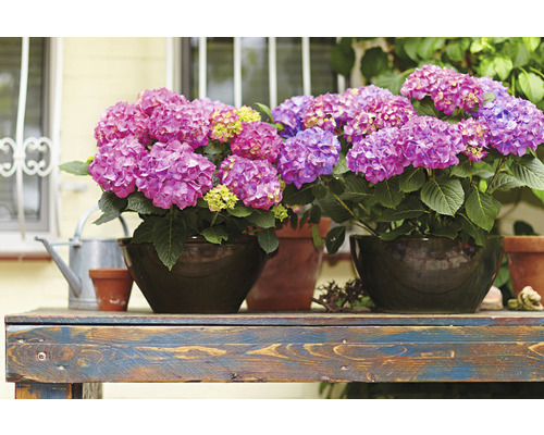 Arrangement mit Hortensien in Töpfen auf einem Holztisch
