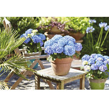 Blau blühende Hortensien in Tontöpfen auf Gartentisch und Stuhl