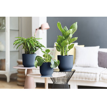 Trois plantes d''intérieur dans des pots de fleurs structurés sur des tables d''appoint dans un salon.