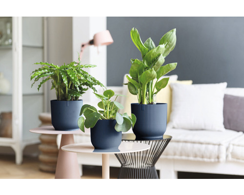 Drei Zimmerpflanzen in strukturierten Blumentöpfen auf Beistelltischen in einem Wohnzimmer.