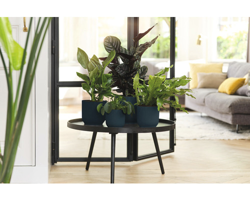 Plantes d''intérieur en pots sur une table ronde dans le salon