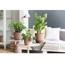 Trois plantes d''intérieur en pot sur des tables d''appoint dans un salon.