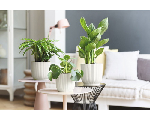 Plantes d''intérieur en pot sur des tables dans un salon