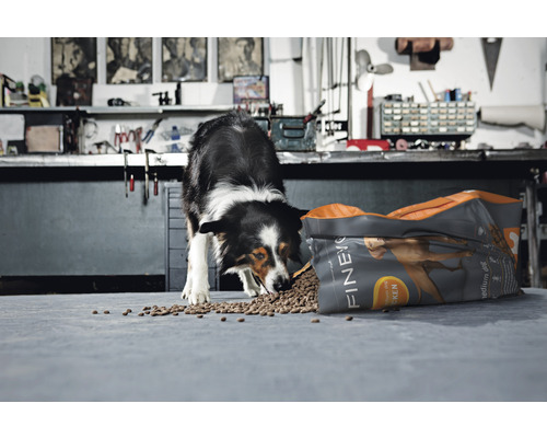 Ein Border Collie frisst Hundefutter aus einer geöffneten Tüte der Marke Finevo.