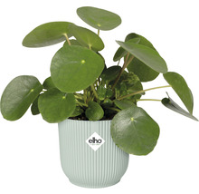 Pot de fleurs Elho en plastique 16,1 x 16,1 x 14,8 cm vert