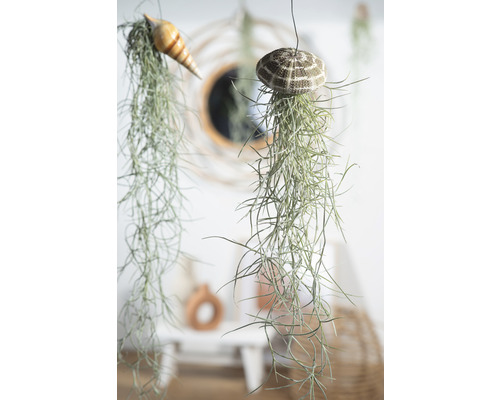 Tillandsias suspendus avec des coquillages comme décoration dans une pièce lumineuse.