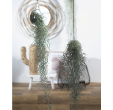 Tillandsie, mousse espagnole en suspension dans un verre en forme d'ampoule FloraSelf Tillandsia usneoides h env. 50 cm