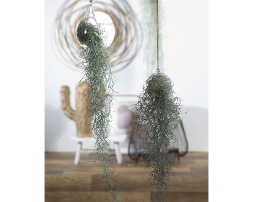 Deux tillandsias suspendus dans des vases en verre servant de décoration de plantes d''intérieur.