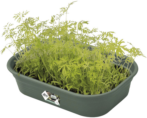 Caissette de culture avec plants d''aneth