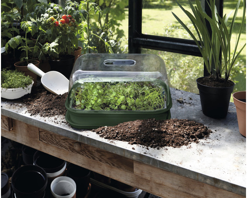 Mini-serre avec jeunes plants, pelle à planter et terreau sur une table dans une serre.