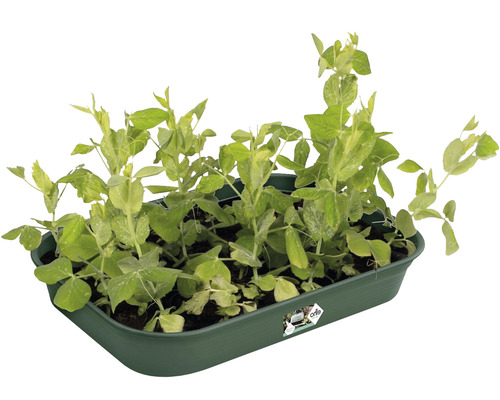 Pousses de pois dans une barquette de culture