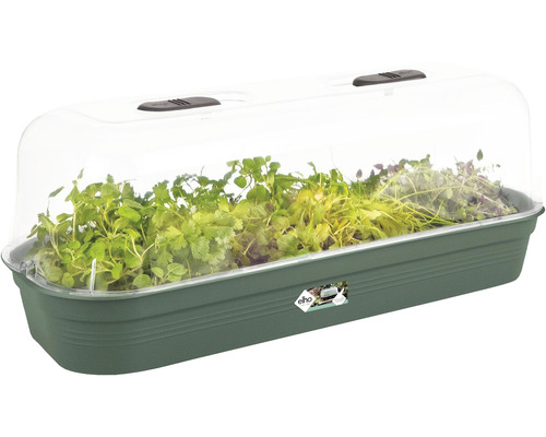 Plateau de culture avec couvercle transparent et plantes