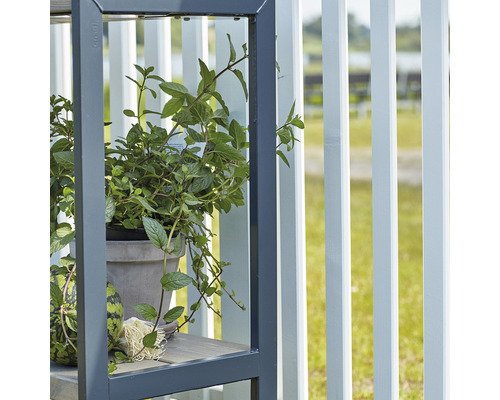 Étagère à plantes avec herbes en pot