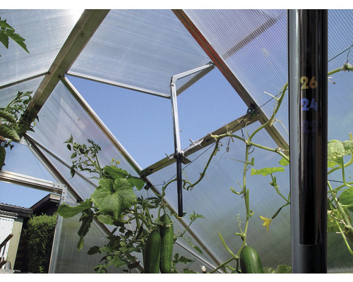 Vue intérieure d''une serre avec des panneaux en polycarbonate et des plants de concombres en croissance