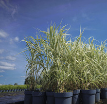 Canne de Provence à feuilles multicolores FloraSelf Arundo donax 'Variegata' H 30-100 cm Co 6 l