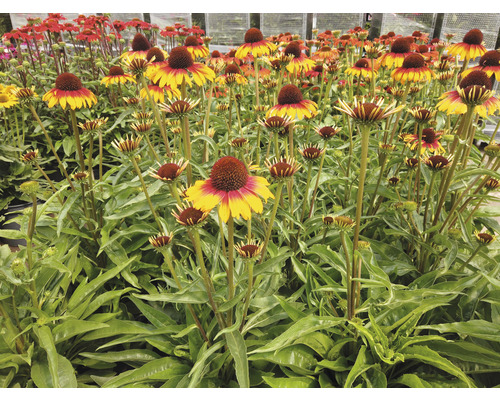 Feld von Rudbeckia Blumen mit kegelförmigen Blütenständen und grünen Blättern