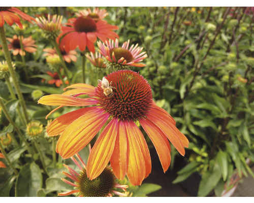 Nahaufnahme einer Echinacea Blüte mit einer Biene