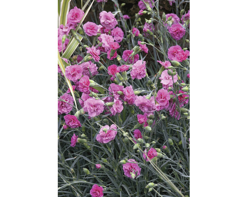 Mélange aromatique œillet mignardise FloraSelf Dianthus Devon Cottage h 15-30 cm Co 5 l diff. variétés