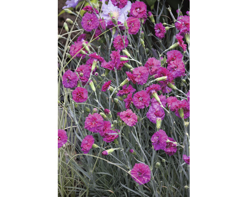 Gros plan de plantes d’œillets avec des fleurs roses