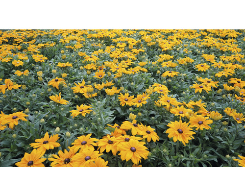 Feld mit Rudbeckia Blumen im Garten