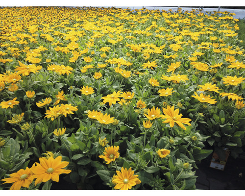 Feld mit Rudbeckia Blumen