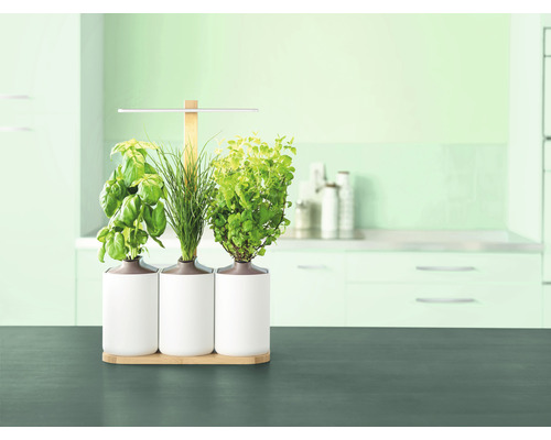 Jardin d''herbes aromatiques avec basilic, ciboulette et menthe dans des pots blancs sur une table