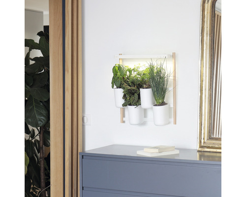 Étagère murale avec des plantes en pot au-dessus d''une commode dans une pièce.