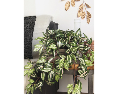 Zimmerpflanze mit gestreiften Blättern auf einem Tisch