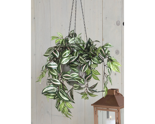 Hängepflanze mit grün-weissen Blättern in einem Topf mit Kettenaufhängung