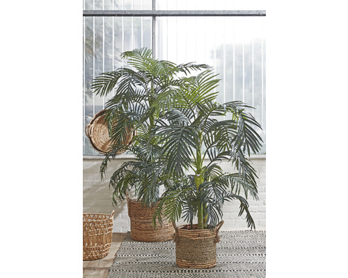 Deux palmiers d''Arec dans des paniers tressés sur un tapis à motifs devant une fenêtre.