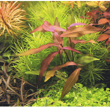 Wasserknöterich - Persicaria sp. 'Sao Paulo' pink