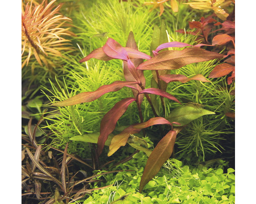 Plantes d''aquarium avec des feuilles vertes et rougeâtres en détail